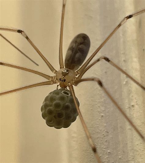Cellar Spider With Eggs Rspiders