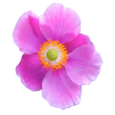 Anemone Rosada Png Transparente Stickpng