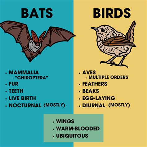Bats Vs Birds Bat Conservation International