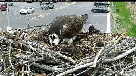 Hellgate Canyon Mt Ospreys 4 30 18 759am Iris Lays Her 2nd Egg On A Rainy Morning Youtube