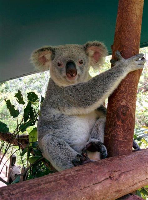 Smiling Koala Australia Zoo Koala Koala Bear Bear