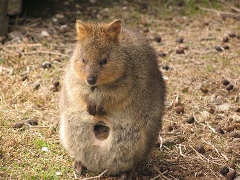 They are known as the quokka. Quokka and baby. | See the baby? Soooo cute! | Tanya in ...