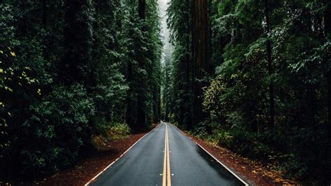 Endless Road In The Deep Forest Wallpaper Backiee