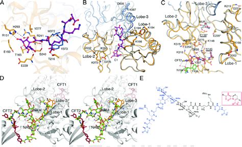 The Structure Of The Allosteric Domain And Its Interactions With