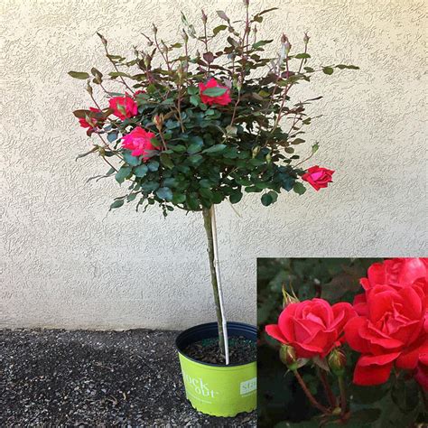 Onlineplantcenter 3 Gal 3 Ft Tall Tree Form Double Red Knockout Rose