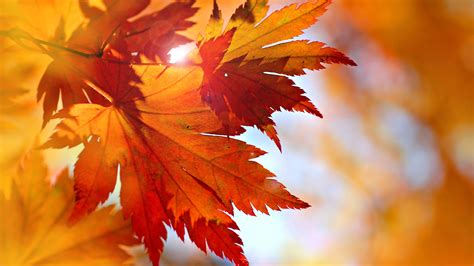 Wallpaper Some Red Maple Leaves Sun Rays Glare Autumn 5120x2880 Uhd