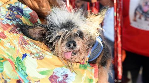 Worlds Ugliest Dog Competition 2019