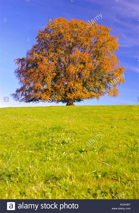 Fall Foliage Beech Tree Hi Res Stock Photography And Images Alamy