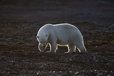 Polar Bear Adult Female Focusing On Wildlife