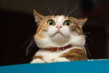 Sedangkan grooming kucing ataupun grooming anjing panggilan ke rumah itu pastinya yang menanggung listriknya custmer itu sendiri dan pakai air customer itu sendiri juga. Jasa Grooming Kucing Panggilan Terdekat Ke Rumah Anda
