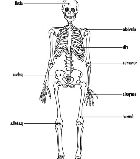 Diagram Labeling Human Anatomy