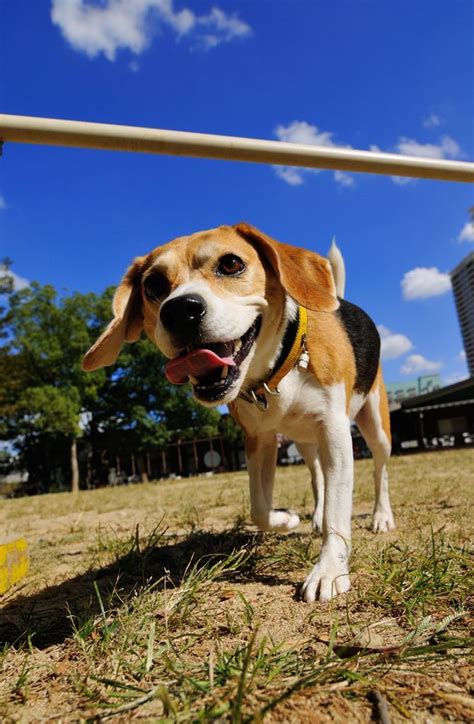 We did not find results for: Happy Beagle | Cute cats and dogs, Beagle dog, Cute dogs
