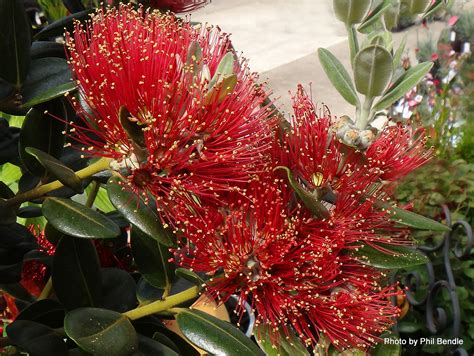 New zealand has many native flowers. T.E.R:R.A.I.N - Taranaki Educational Resource: Research ...