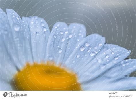 Marguerite Blossom Wetted With Raindrops A Royalty Free Stock Photo