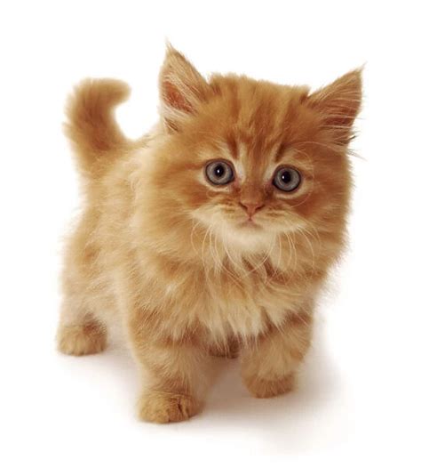 Ginger Domestic Cat Kitten Felis Catus Uk Our Beautiful Pictures Are