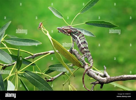 Chameleon Hunting For An Insect Indonesia Stock Photo Alamy