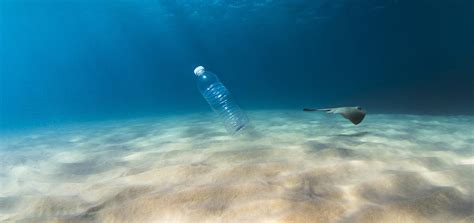 Effects Of Plastic On Marine Life Help Save Nature