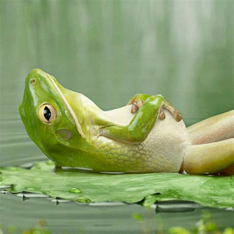 🔥 76 Funny Frog Wallpaper Wallpapersafari