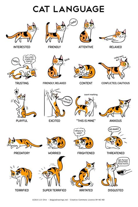 A cat is in heat, or enters her estrus cycle, when she's fertile and ready to mate. These Adorable Illustrations Will Help You Understand Cats ...