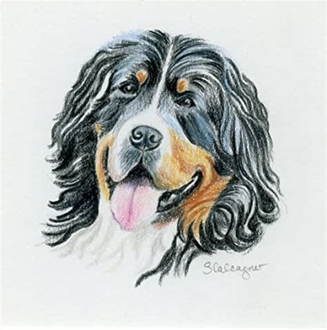 Bernese Mountain Dog Colored Pencil Drawing