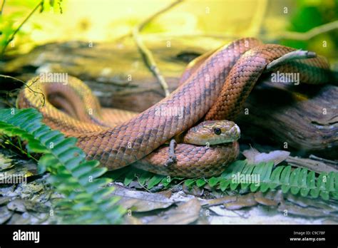An Everglades Rat Snake Hi Res Stock Photography And Images Alamy