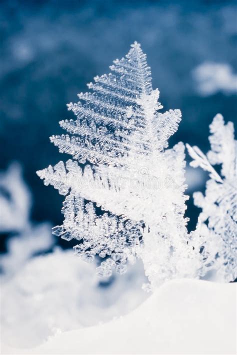 Close Up Of Real Snowflake Stock Photo Image Of Leaf