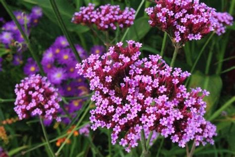 Verbena Care And Maintenance Tips For Prolific Blooms All Season