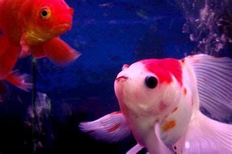 Popular pet fish of good quality and at affordable prices you can buy on aliexpress. The Top 5 Best Pet Fish of All Time (FRESHWATER) | StickPets