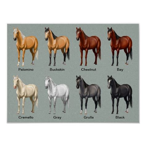 Horse Coat Colors Poster In 2021 Horse Coat Colors