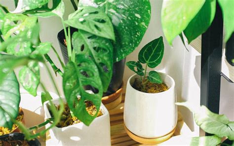 This Is How Your Plants Can Tell You Something Isnt Right How To