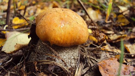 Съедобные грибы (36 фото) | Грибы, Еда, Осенний урожай