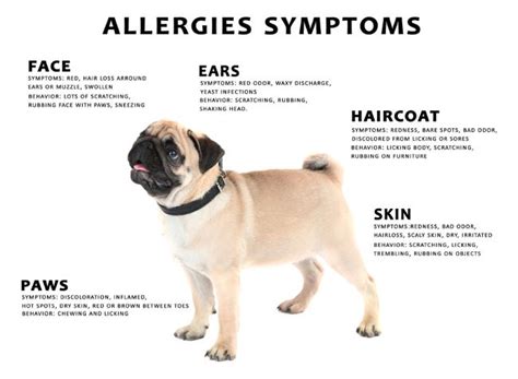 Dog Allergies How To Know If Your Dog Has An Allergy
