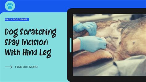 Dog Scratching Spay Incision With Hind Leg 8 Ways To Comfort Her