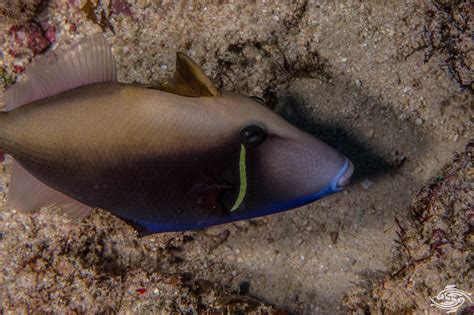 Halfmoon Triggerfish Facts And Photographs Seaunseen