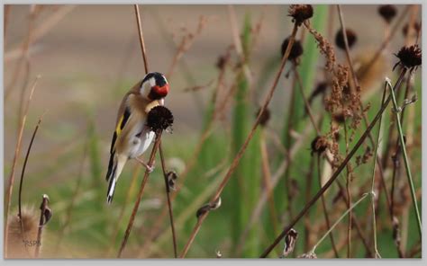 Birds Of Ireland Goldfinches Wildedges