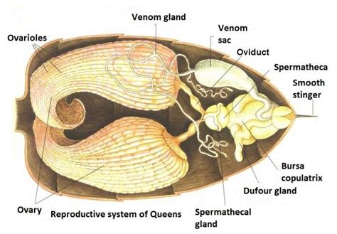 Bee S Internal Anatomy Foundation Amigos De Las Abejas