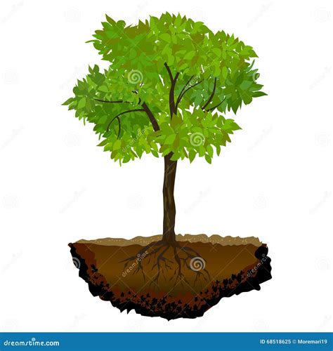 Tree Growing In The Soil Stock Vector Illustration Of Sprout 68518625