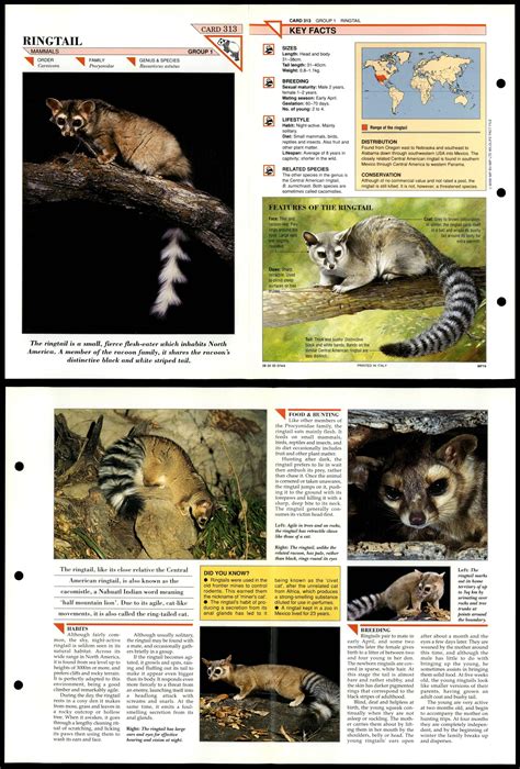 Ringtail 313 Mammals Wildlife Fact File Fold Out Card