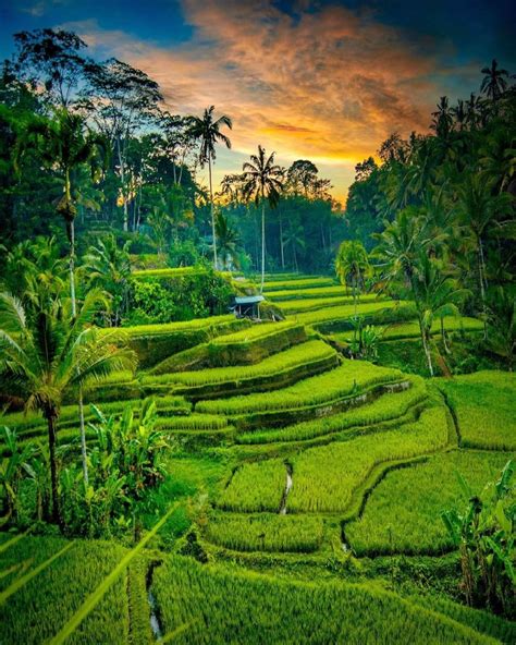 Wisata Sawah Terasering Di Bali Cocok Jadi Tempat Healing Kabar Akurat Terpercaya