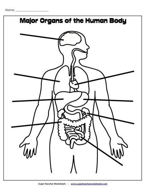 Human Body Systems Diagram