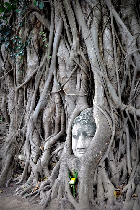 Thailand Phra Nakhon Si Ayutthaya City Buddha Face In Tree