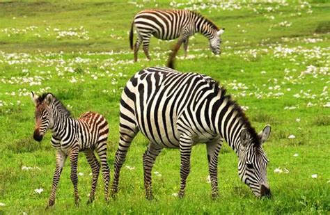 Zebra Description Habitat Image Diet And Interesting Facts