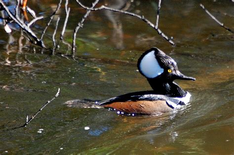 Field Notes And Photos Hooded Merganser