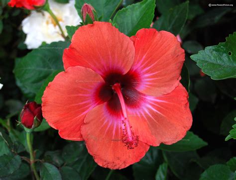 Hibiscus Pictures Of Different Flowers 15 Huge Flowers Hgtv Free Hq
