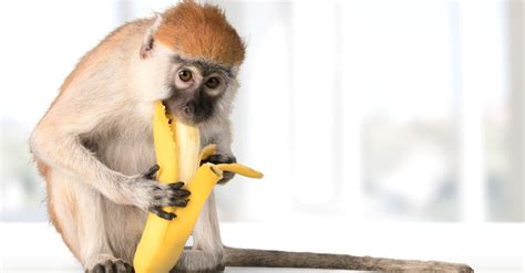 Do Monkeys Really Eat Bananas A Z Animals