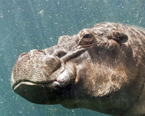 Hippo Underwater Stock Image Image Of Underwater Amphibious 16670905