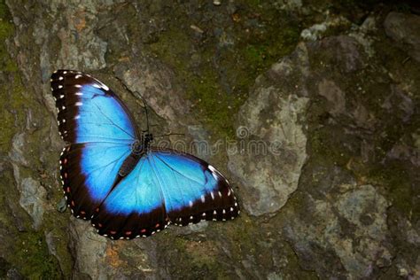 Blue Morpho Butterfly Stock Photo Image Of Eyespots Jungle 213026