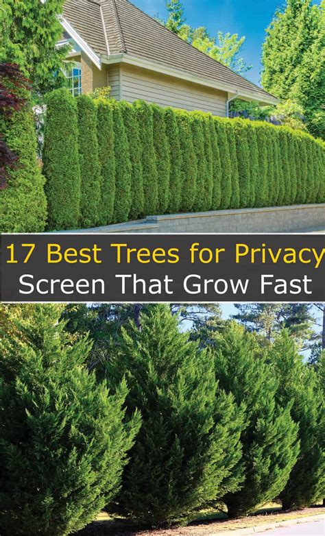 17 Best Trees For Privacy Screen That Grow Fast Hort Zone