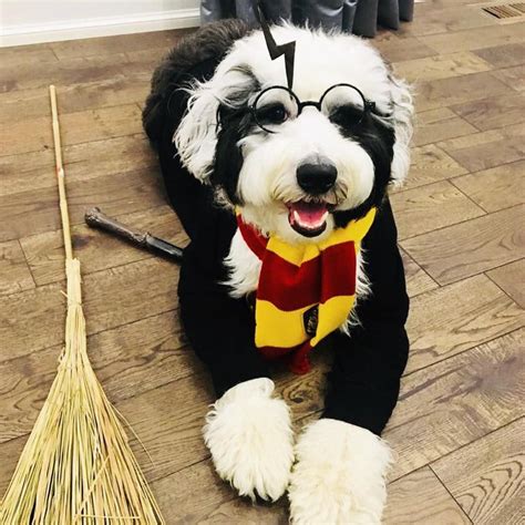 10 Best Halloween Costumes For Large Dogs Pictures Dogtime Cool