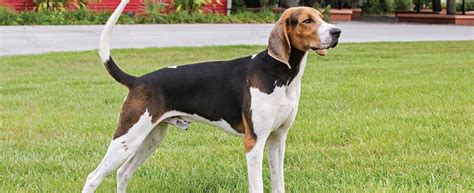 treeing walker coonhound dog breed profile petfinder